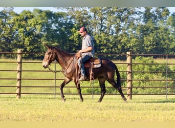 Mule, Gelding, 11 years, 15 hh, Bay