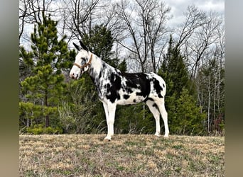 Mule, Gelding, 11 years, 15 hh, Tobiano-all-colors