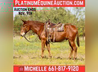 Mule, Gelding, 11 years, 15,1 hh, Sorrel