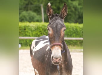 Mule, Gelding, 11 years, 15,2 hh, Leopard-Piebald