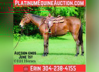 Mule, Gelding, 11 years, 16.1 hh, Bay