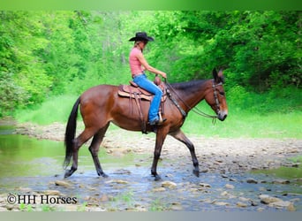 Mule, Gelding, 11 years, 16.1 hh, Bay