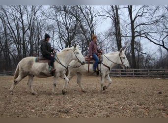 Mule, Gelding, 11 years, 16,3 hh, White