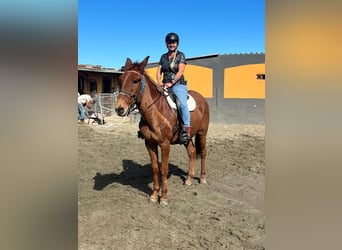 Mule, Gelding, 11 years, 16 hh, Chestnut-Red