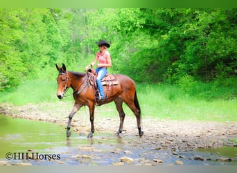 Mule, Gelding, 11 years, 16,1 hh, Bay