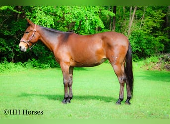 Mule, Gelding, 11 years, 16,1 hh, Bay