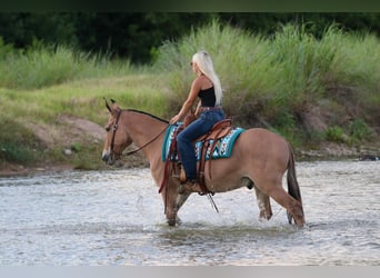 Mule, Gelding, 11 years, Dun