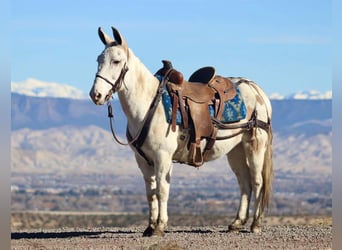 Mule, Gelding, 11 years, Tobiano-all-colors