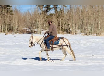 Mule, Gelding, 11 years, Tobiano-all-colors