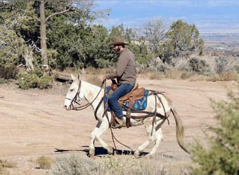 Mule, Gelding, 11 years, Tobiano-all-colors