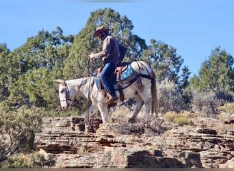 Mule, Gelding, 11 years, Tobiano-all-colors