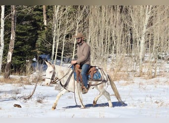 Mule, Gelding, 11 years, Tobiano-all-colors