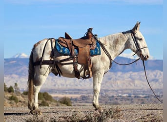 Mule, Gelding, 11 years, Tobiano-all-colors