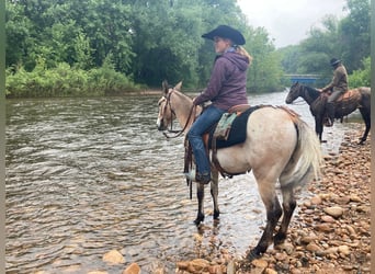 Mule, Gelding, 12 years, 12,2 hh, Roan-Bay