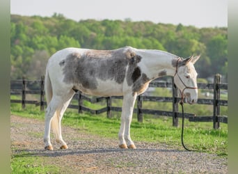 Mule, Gelding, 12 years, 13,2 hh