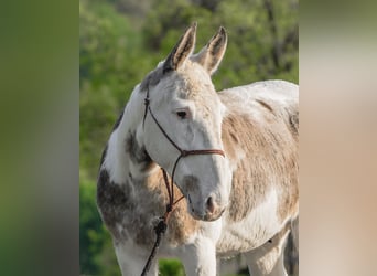 Mule, Gelding, 12 years, 13,2 hh