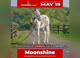 Mule, Gelding, 12 years, 13,2 hh