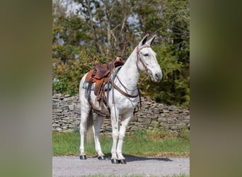 Mule, Gelding, 12 years, 14,1 hh, Gray