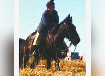 Mule, Gelding, 12 years, 14.2 hh, Smoky-Black