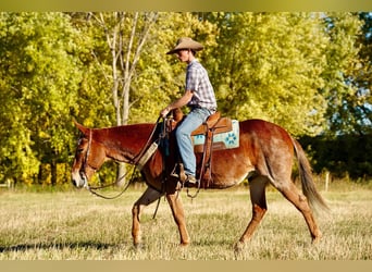 Mule, Gelding, 12 years, 14.3 hh, Roan-Red