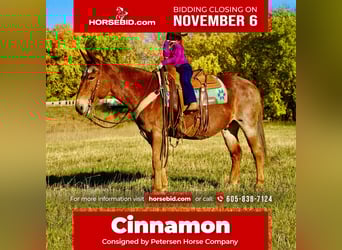 Mule, Gelding, 12 years, 14.3 hh, Roan-Red