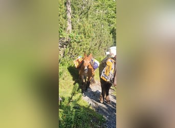 Mule, Gelding, 12 years, 14,1 hh, Brown