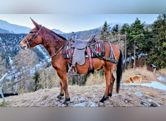 Mule, Gelding, 12 years, 14,1 hh, Brown