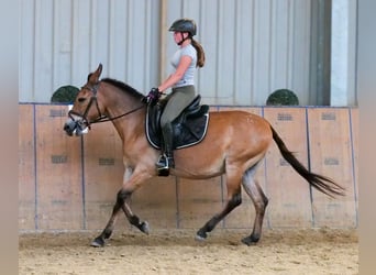 Mule, Gelding, 12 years, 14,1 hh, Brown