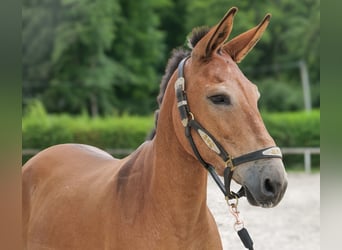 Mule, Gelding, 12 years, 14,1 hh, Brown