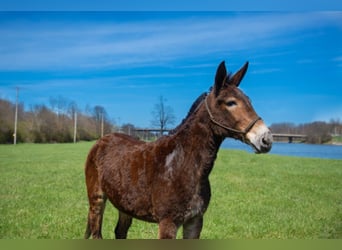 Mule, Gelding, 12 years, 14,2 hh, Bay