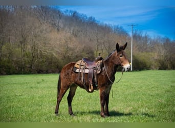 Mule, Gelding, 12 years, 14,2 hh, Bay
