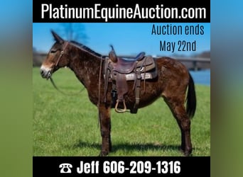 Mule, Gelding, 12 years, 14,2 hh, Bay