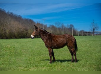 Mule, Gelding, 12 years, 14,2 hh, Bay