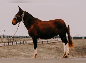 Mule, Gelding, 12 years, 15.1 hh, Tobiano-all-colors