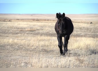 Mule, Gelding, 12 years, 15,2 hh, Black