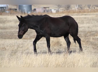 Mule, Gelding, 12 years, 15,2 hh, Black