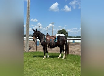 Mule, Gelding, 12 years, 15.2 hh, Black