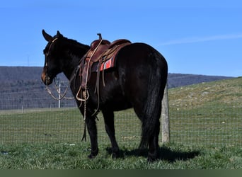Mule, Gelding, 12 years, 15.2 hh, Black