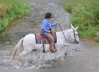 Mule, Gelding, 12 years, 15 hh, Grey