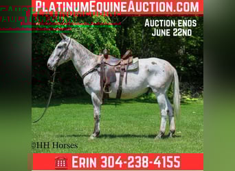 Mule, Gelding, 12 years, 15,3 hh, Chestnut