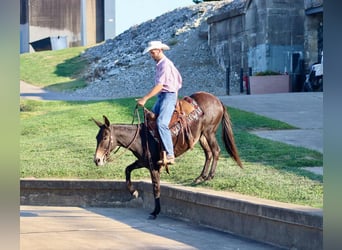 Mule, Gelding, 12 years, Bay