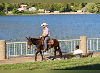 Mule, Gelding, 12 years, Bay