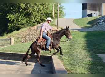 Mule, Gelding, 12 years, Bay