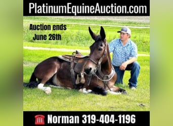 Mule, Gelding, 12 years, Bay