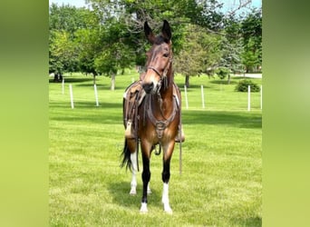 Mule, Gelding, 12 years, Bay