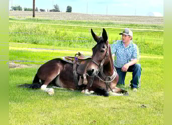 Mule, Gelding, 12 years, Bay