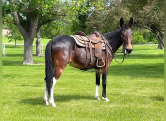 Mule, Gelding, 12 years, Bay