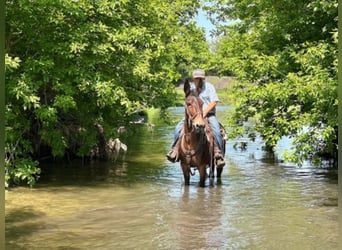 Mule, Gelding, 12 years, Bay
