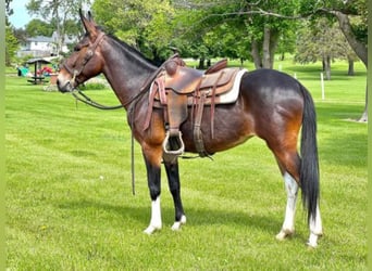 Mule, Gelding, 12 years, Bay