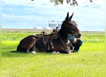 Mule, Gelding, 12 years, Bay